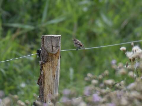 Image of European Stonechat