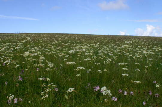 Plancia ëd Conopodium