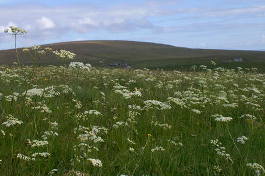 Image de Conopodium