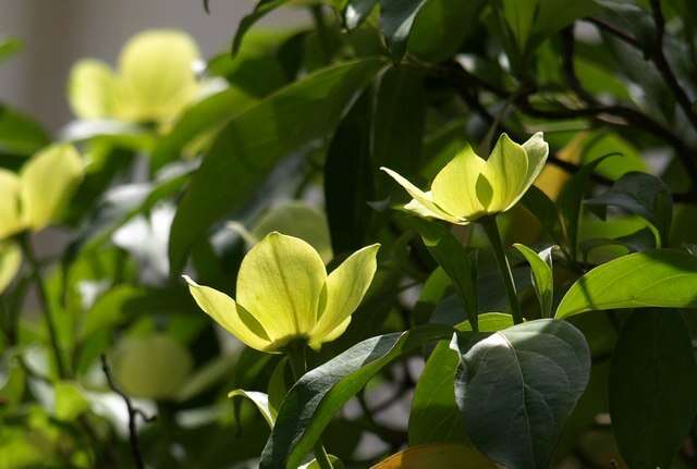 Image of Pacific dogwood