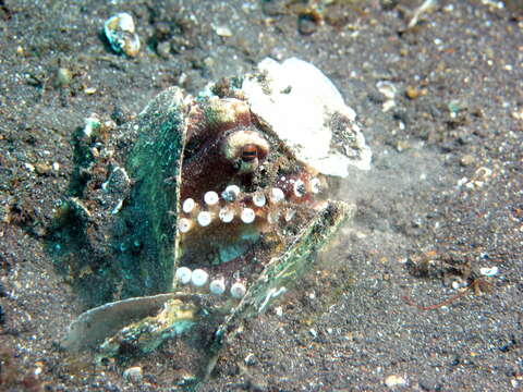 Image of Coconut shell octopus