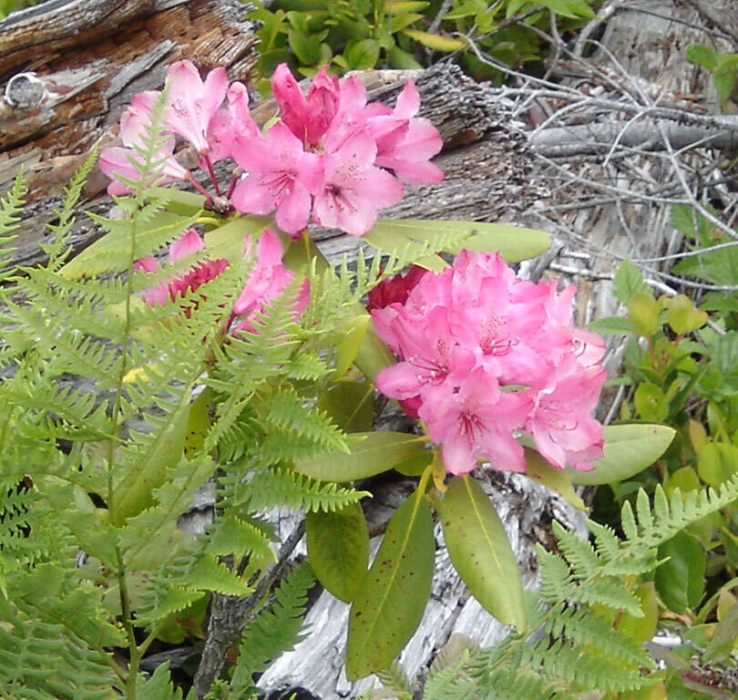 Image of Pacific rhododendron