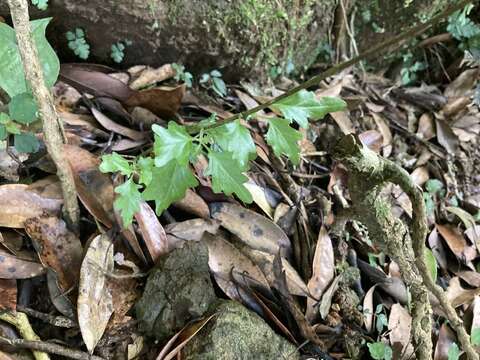 Imagem de Premna microphylla Turcz.