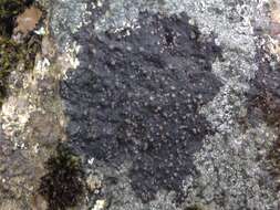 Image of map lichen