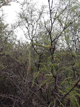 صورة Prosopis flexuosa var. depressa F. A. Roig