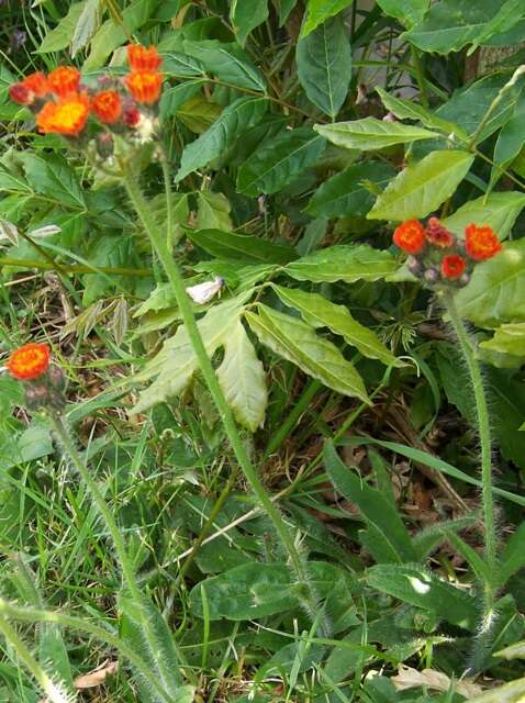 Imagem de Pilosella aurantiaca (L.) Sch. Bip., F. W. Schultz & Sch. Bip.