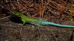 Image of Thin Tree Iguana