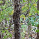 Sivun Cleistanthus collinus (Roxb.) Benth. ex Hook. fil. kuva