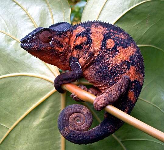 Image of Panther Chameleon