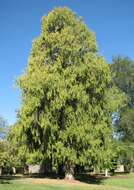 Image of Chinese Weeping Cypress