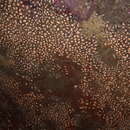 Image of white disc soft coral