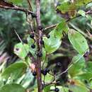 Image de Lyonia ligustrina var. foliosiflora (Michx.) Fern.