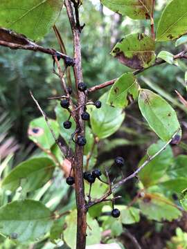 Image of maleberry