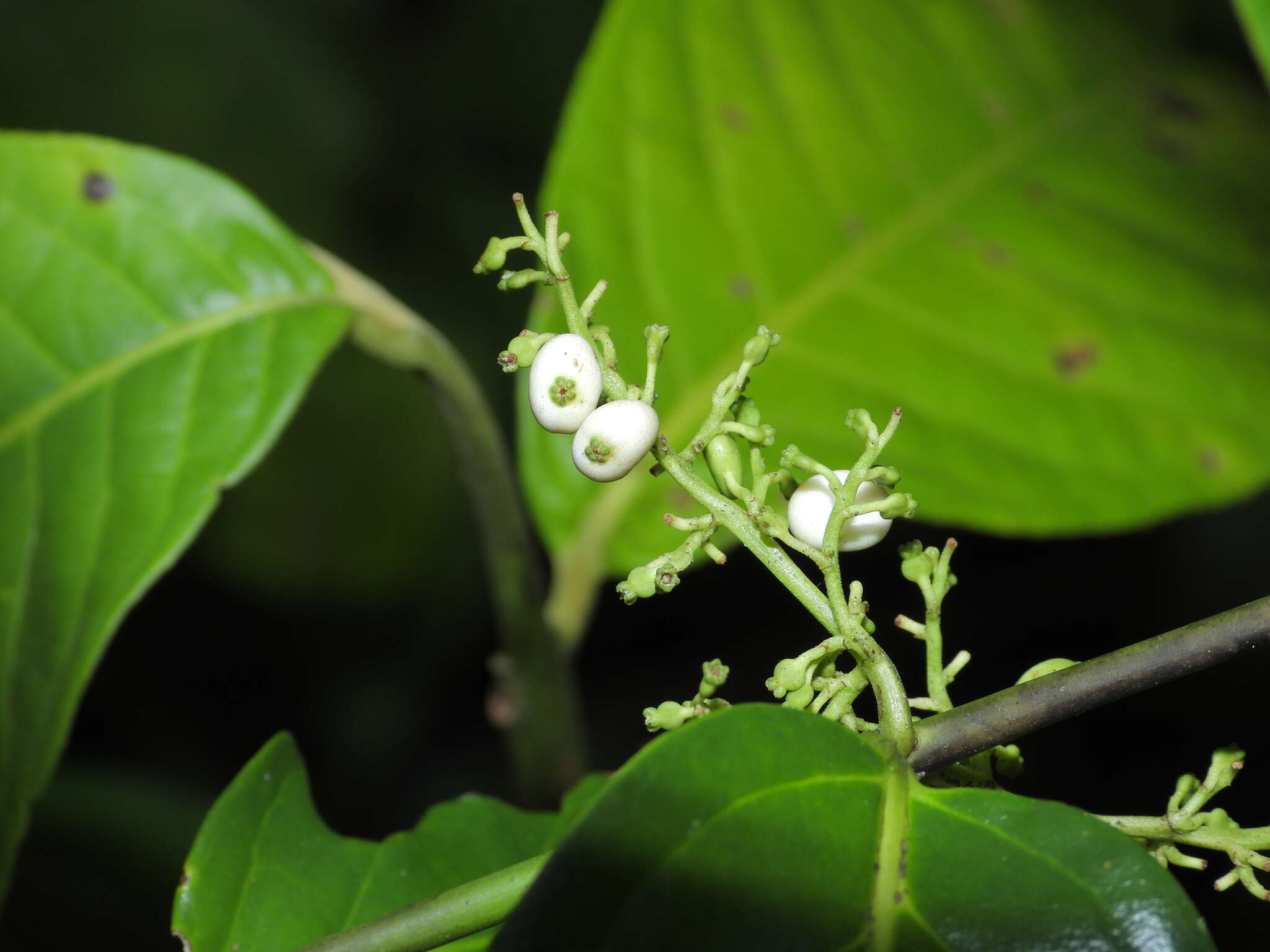 Image of Chiococca nitida Benth.