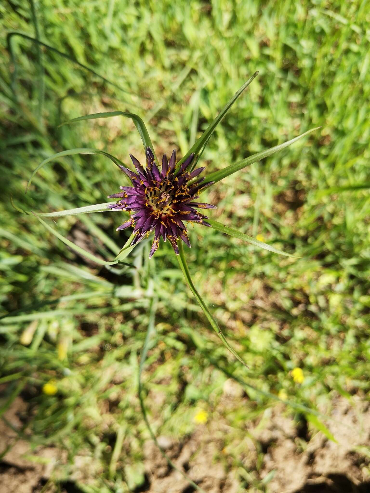 Image of Tragopogon coelesyriacus Boiss.