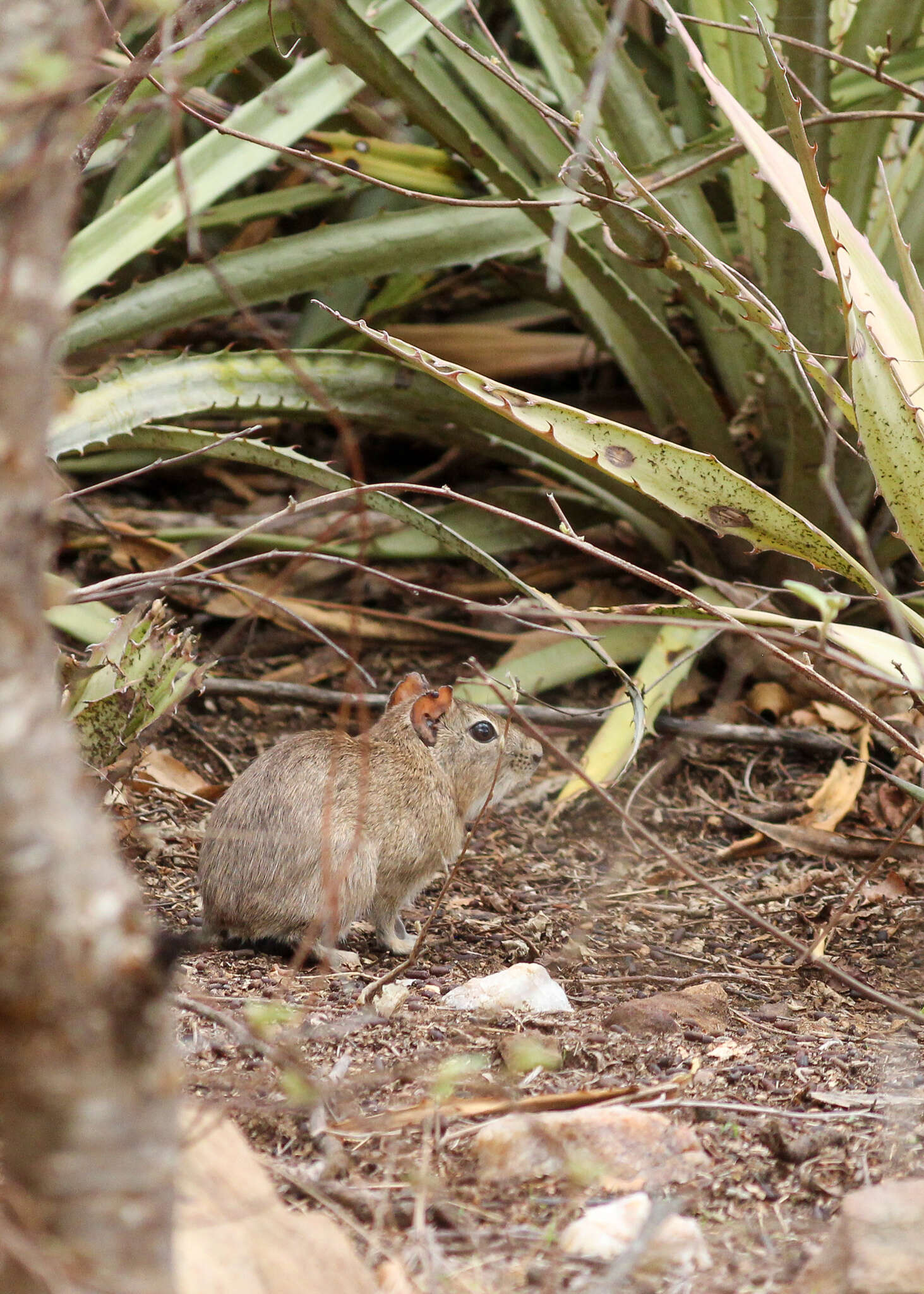 Image of Yellow-toothed cavy