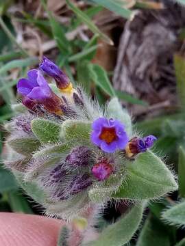 Image of alkanet