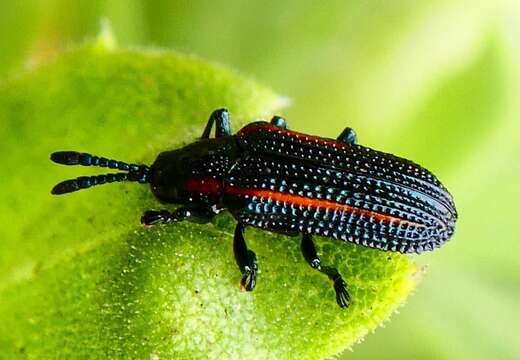 Image of Microrhopala rubrolineata (Mannerheim 1843)