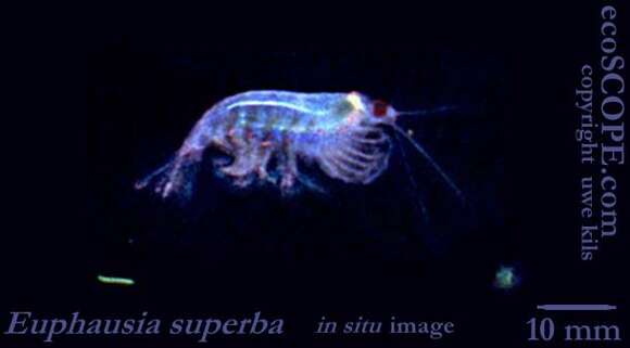 Image of Antarctic Krill