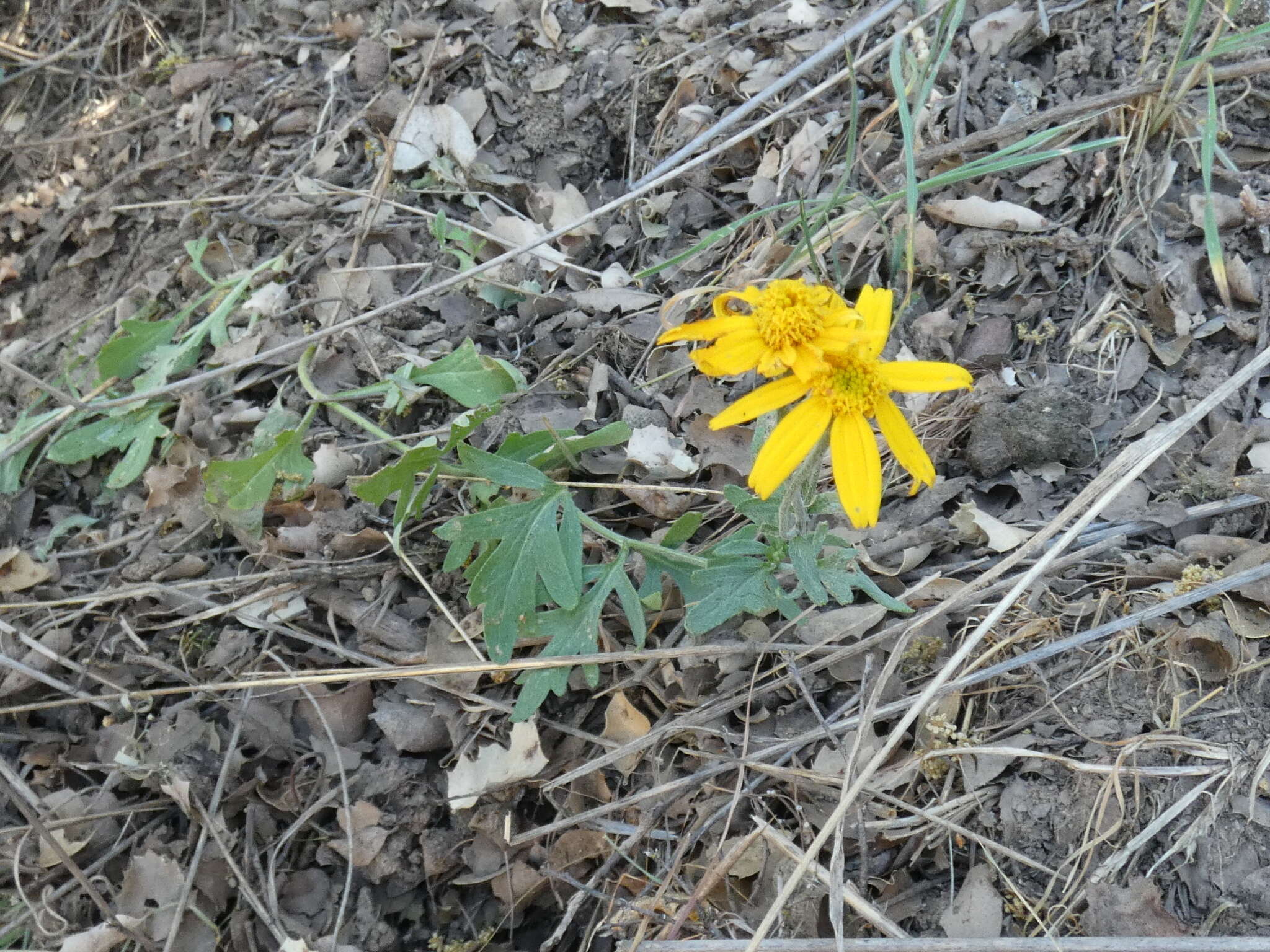 Image of Hall's woolly sunflower