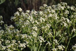 Image of Crambe tataria Sebeók