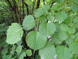 Image of Euptelea polyandra Siebold & Zucc.