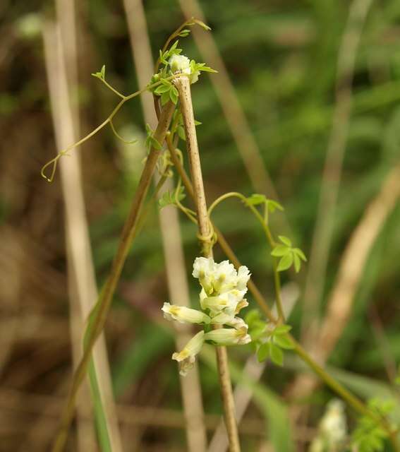 Image of Ceratocapnos