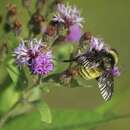 Image of American Bumblebee