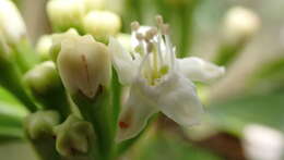 Image de Erythroxylum lanceum Boj.