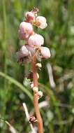 Image of common wintergreen