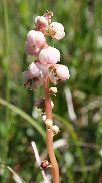 Image of common wintergreen