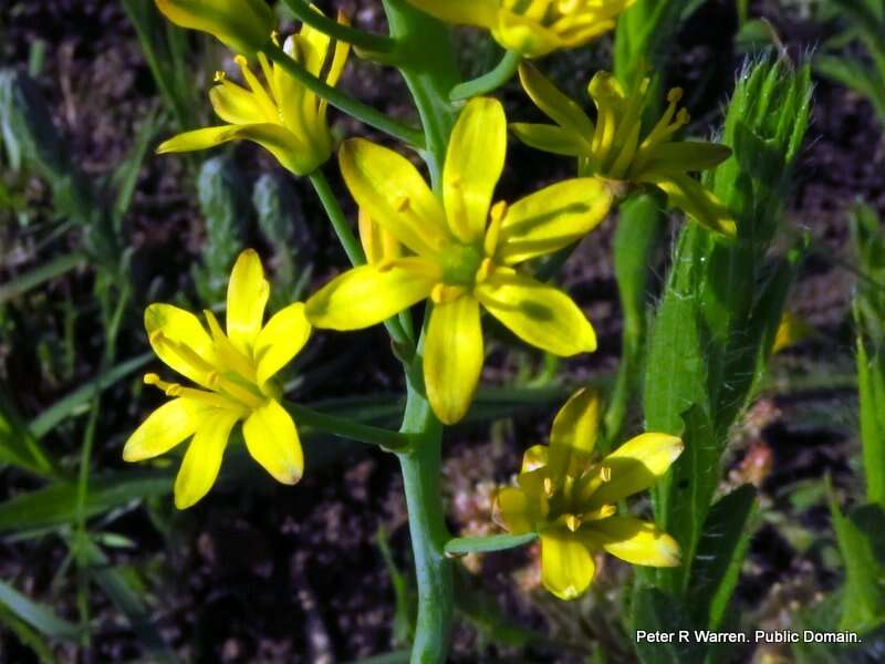 Image of Eriospermum mackenii subsp. mackenii