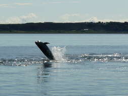 Imagem de Tursiops Gervais 1855