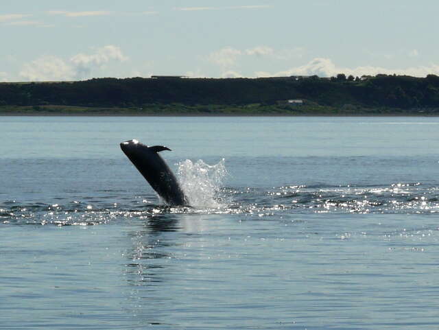 Imagem de Tursiops Gervais 1855