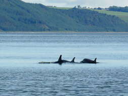 Imagem de Tursiops Gervais 1855