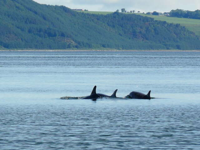 Imagem de Tursiops Gervais 1855