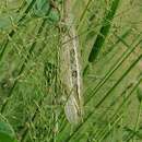 Image of Montane side-striped chameleon