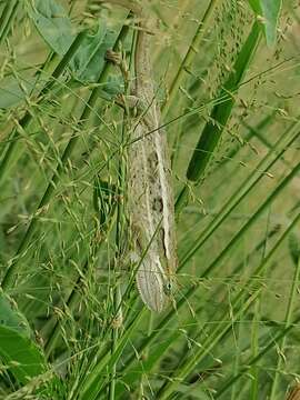 Image of Montane side-striped chameleon