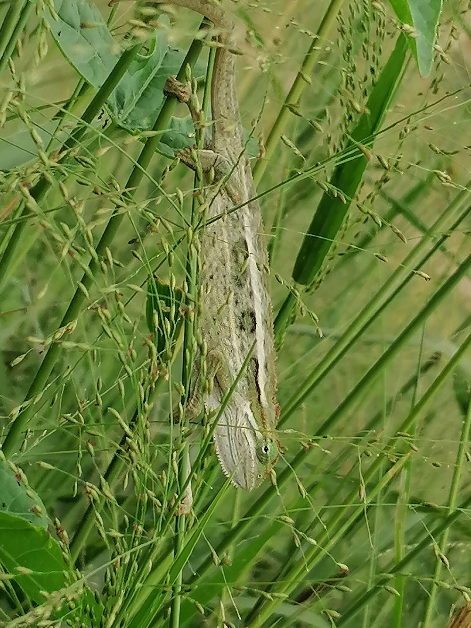 Plancia ëd Trioceros ellioti (Günther 1895)