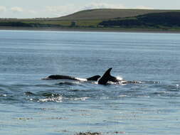 Image of Bottlenose Dolphin