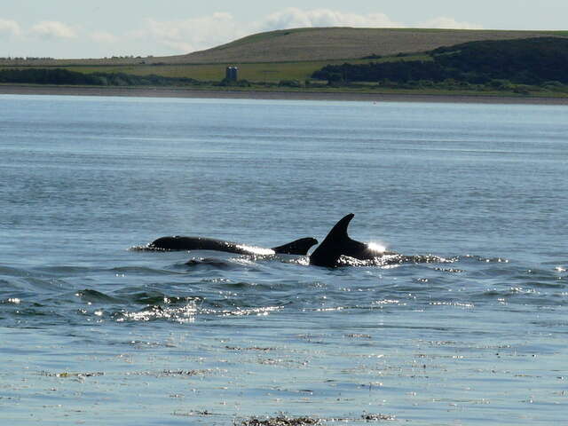 Imagem de Tursiops Gervais 1855