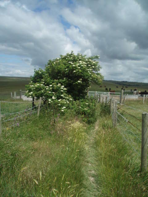 Imagem de Sambucus nigra L.