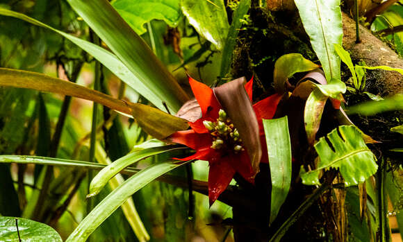 Guzmania conglomerata H. Luther的圖片