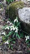 Image of Galanthus plicatus M. Bieb.