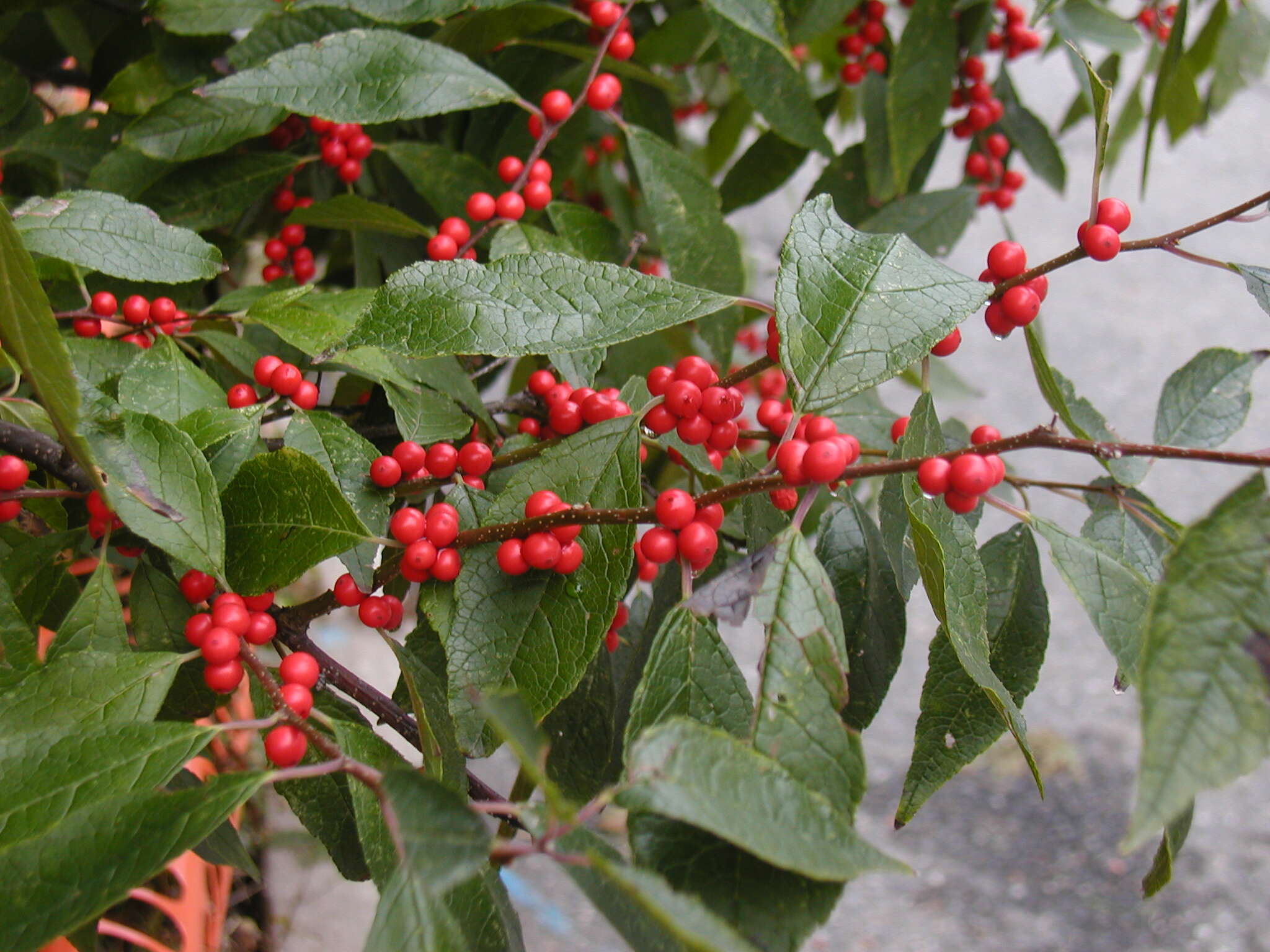 Image of Michigan holly