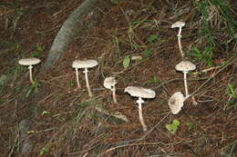 Image of Macrolepiota clelandii Grgur. 1997