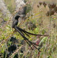 Image of Red-collared Whydah