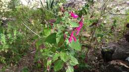 Salvia curviflora Benth. resmi