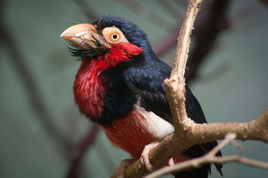 Image of Bearded Barbet