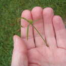 Image of Cyperus brevifolius (Rottb.) Hassk.